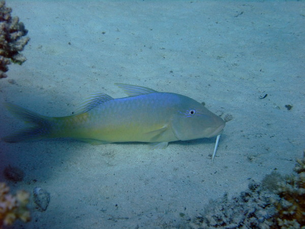 Goatfish - Yellowsaddle Goatfish