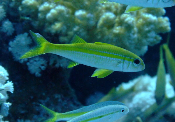 Goatfish - Yellowfin Goatfish