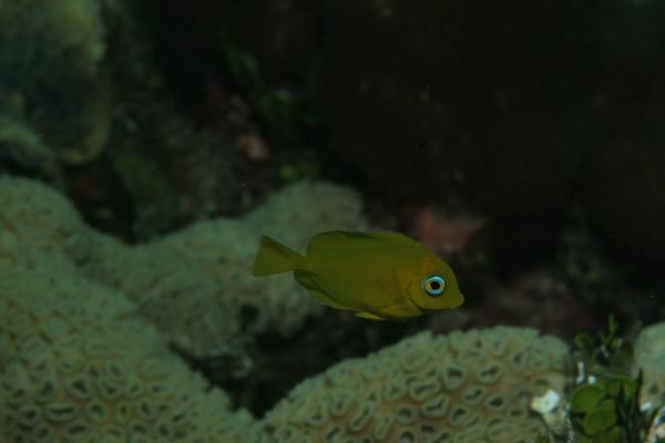 Surgeonfish - Blue Tang