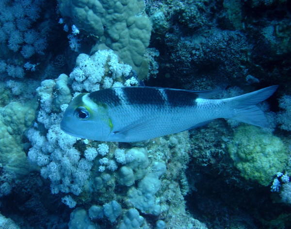 Emperors - Bigeye Emperor