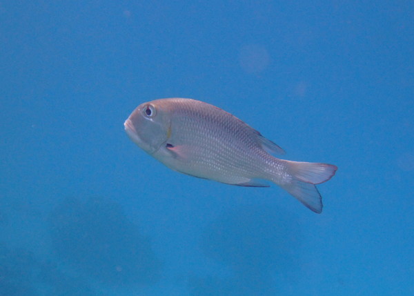 Emperors - Bigeye Emperor Emperors - Bigeye Emperor