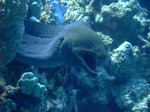 Moray - Giant Moray Moray - Giant Moray