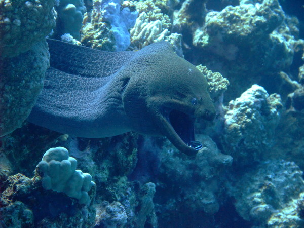 Moray - Giant Moray