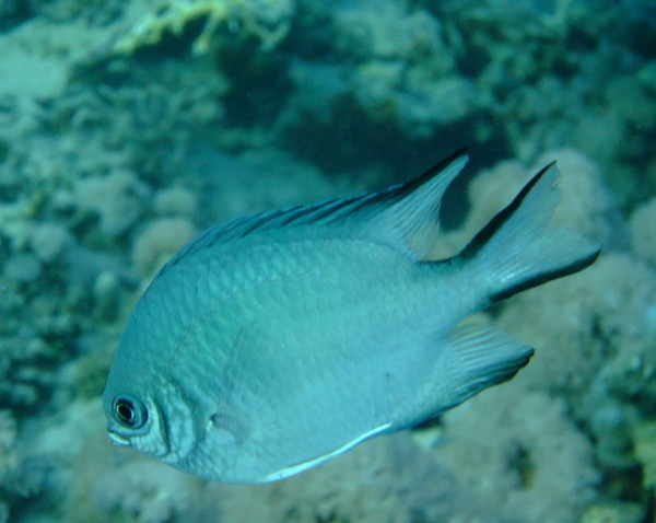 Damselfish - Whitebelly Damselfish