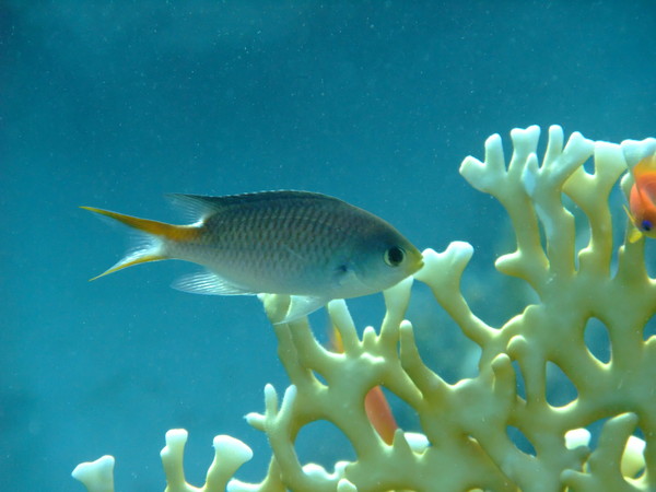 Damselfish - Miry's Demoiselle