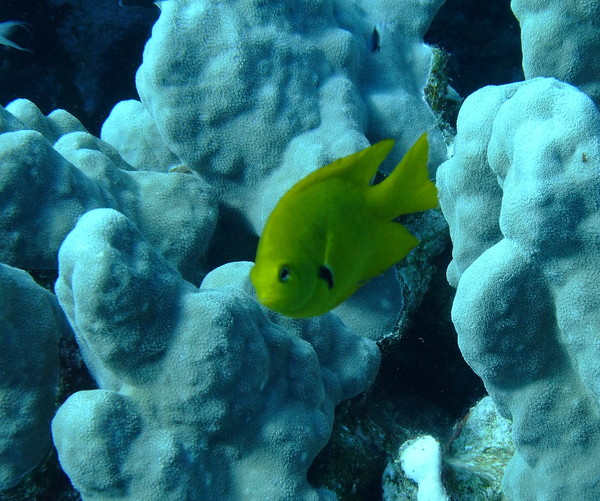 Damselfish - Sulphur Damselfish