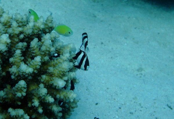 Damselfish - Banded Damselfish Damselfish - Banded Damselfish