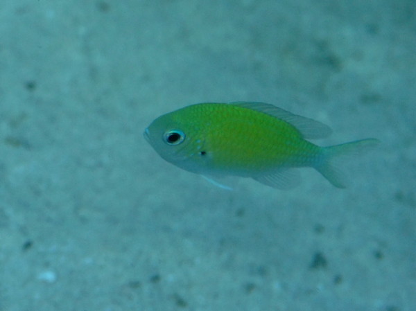 Damselfish - Blue Green Damselfish