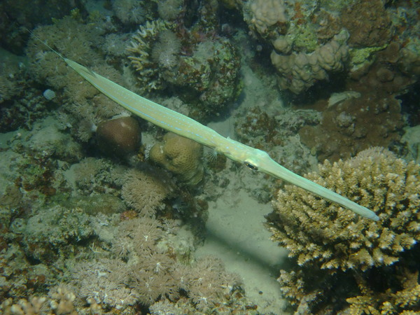 Pipefish - Bluespotted Cornetfish Pipefish - Bluespotted Cornetfish