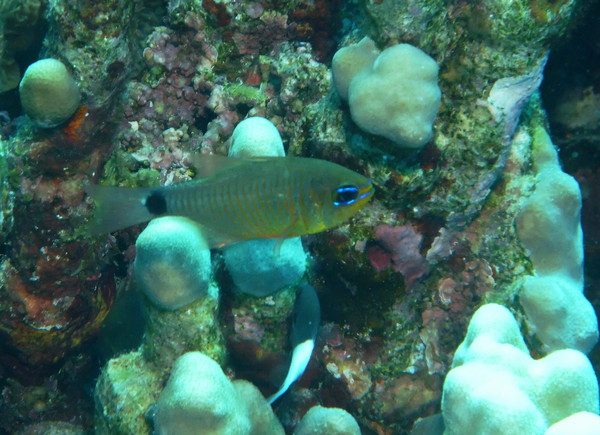 Cardinalfish - Orangelined cardinalfish