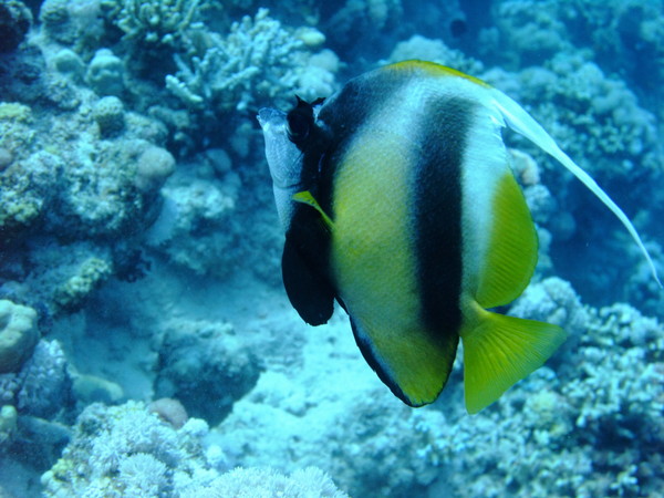 Butterflyfish - Red Sea Bannerfish