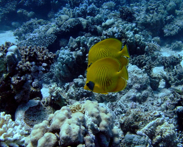 Butterflyfish - Masked Butterflyfish