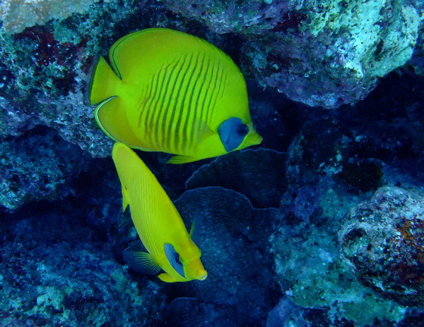 Butterflyfish - Masked Butterflyfish