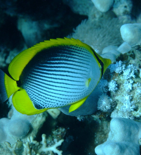 Butterflyfish - Black Backed Butterflyfish