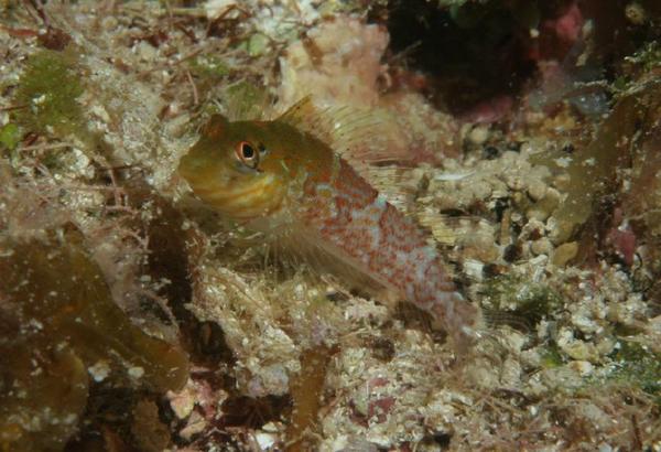 Blennies - Saddled Blenny