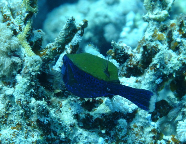 Trunkfish - Arabian Boxfish