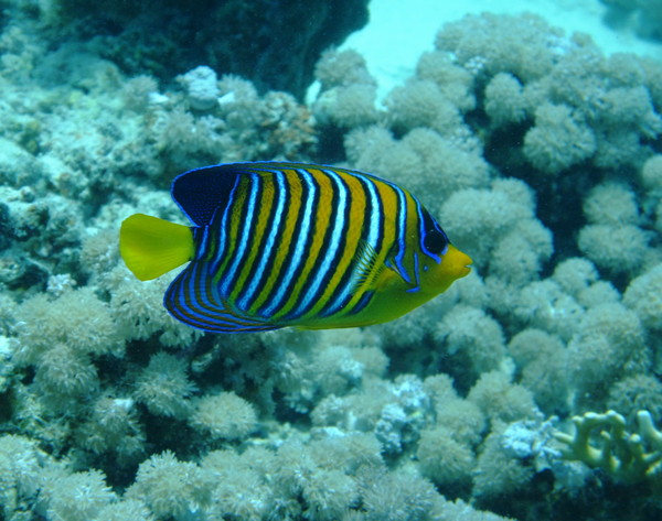 Angelfish - Royal Angelfish