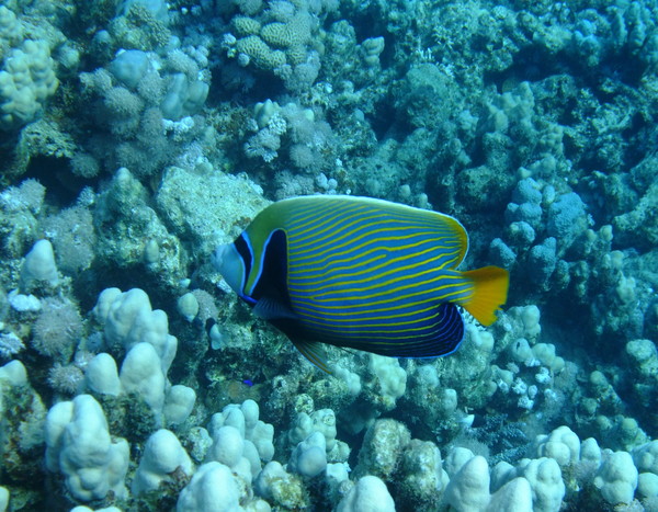 Angelfish - Emperor Angelfish