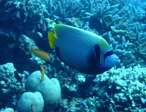 Angelfish - Emperor Angelfish