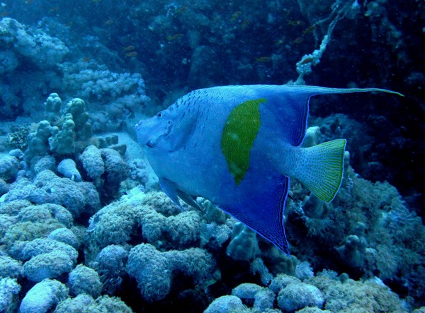 Angelfish - Yellowbar Angelfish