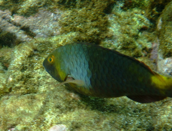 Parrotfish - European Parrotfish