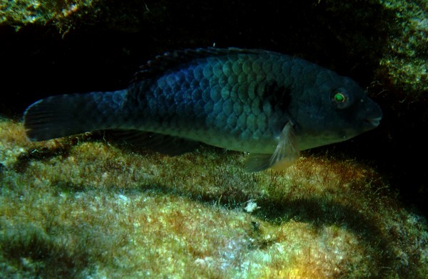 Parrotfish - European Parrotfish