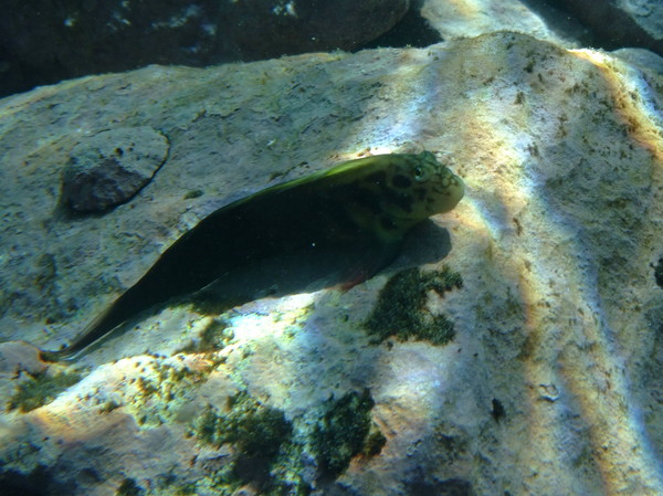 Blennies - Redlip Blenny