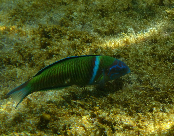 Turkish Wrasse - Thalassoma pavo