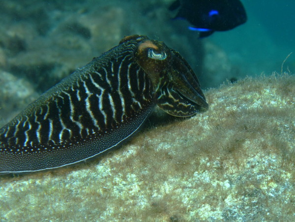 Cephalopoda - Common Cuttlefish