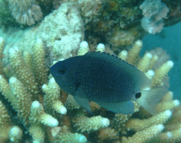 Damselfish - Reticulated Damsel