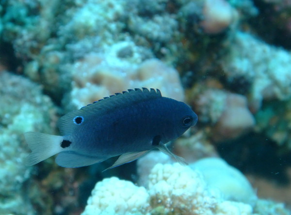 Damselfish - Reticulated Damsel