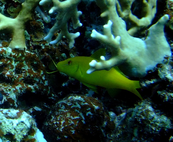 Goatfish - Yellowsaddle Goatfish