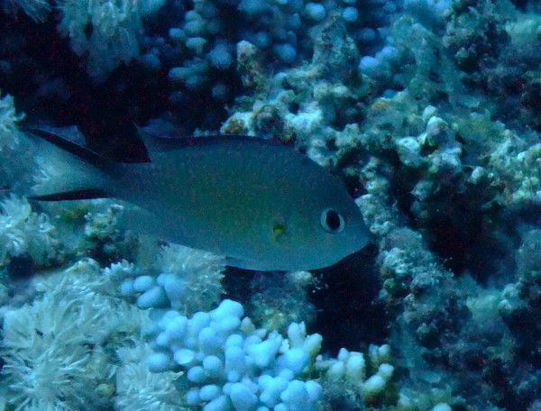 Damselfish - Arabian chromis