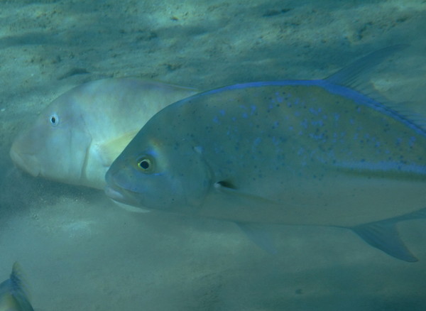 Jacks - Bluefin Trevally