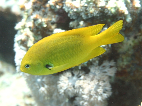 Damselfish - Sulphur Damselfish