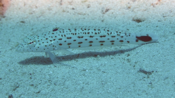 Sandperches - Speckled Sandperch