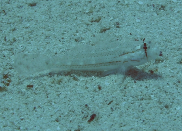 Gobies - Eye-bar Goby