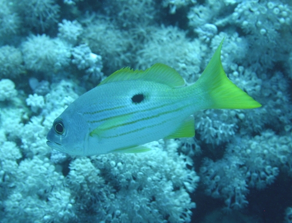 Snappers - Ehrenberg's Snapper Snappers - Ehrenberg's Snapper