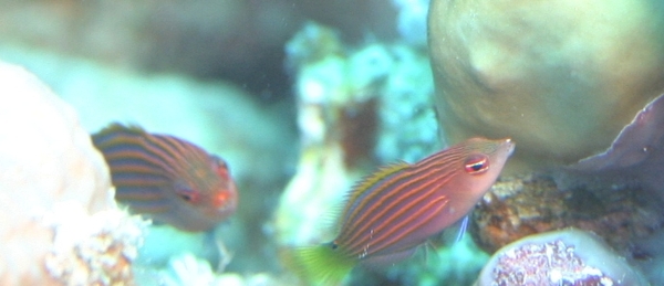 Wrasse - Sixline Wrasse