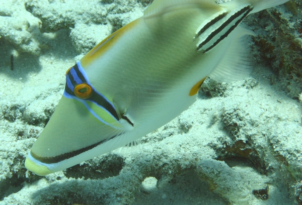 Triggerfish - Arabian Picasso Triggerfish