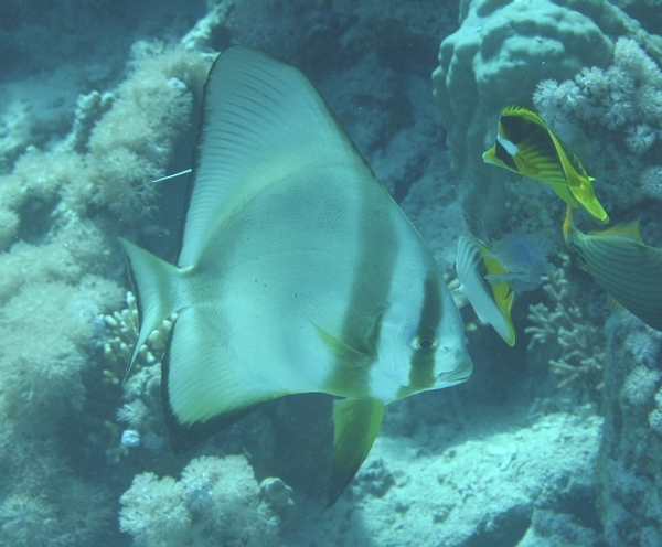 Spadefish - Circular Spadefish