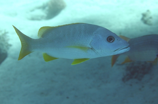 Snappers - One-spot Snapper