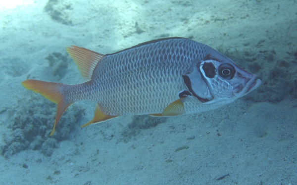 Squirrelfish - Long-jawed Squirrelfish