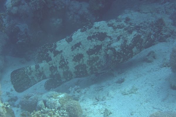 Groupers - Brown Marbled Grouper