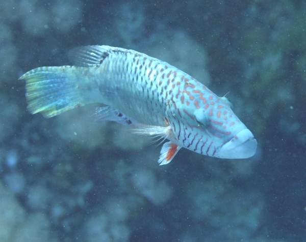 Wrasse - Cheek-lined Splendour Wrasse