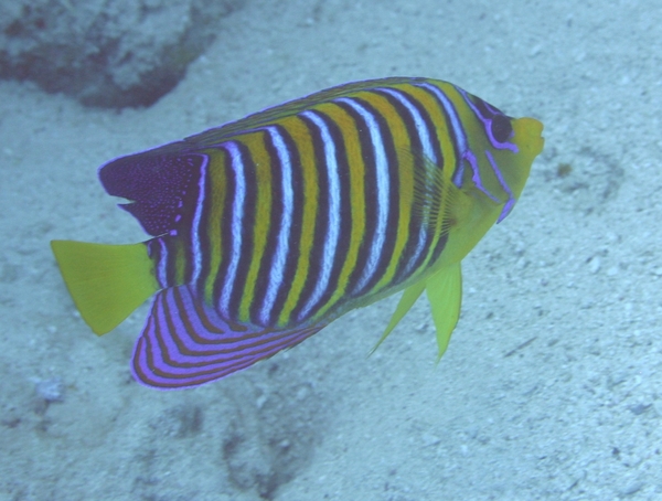 Angelfish - Royal Angelfish