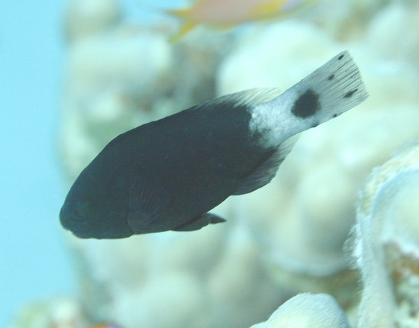 Parrotfish - Bullethead parrotfish