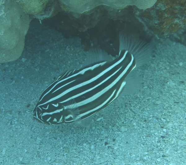 Soapfish - Six-striped Soapfish Soapfish - Six-striped Soapfish