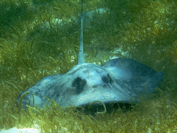 Stingrays - Southern Stingray