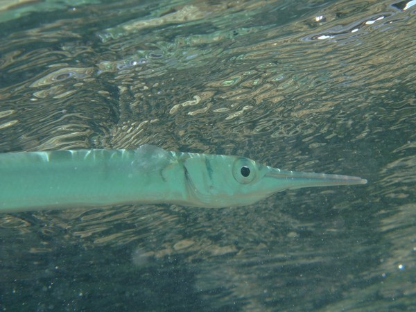 Needlefish - Flat Needlefish